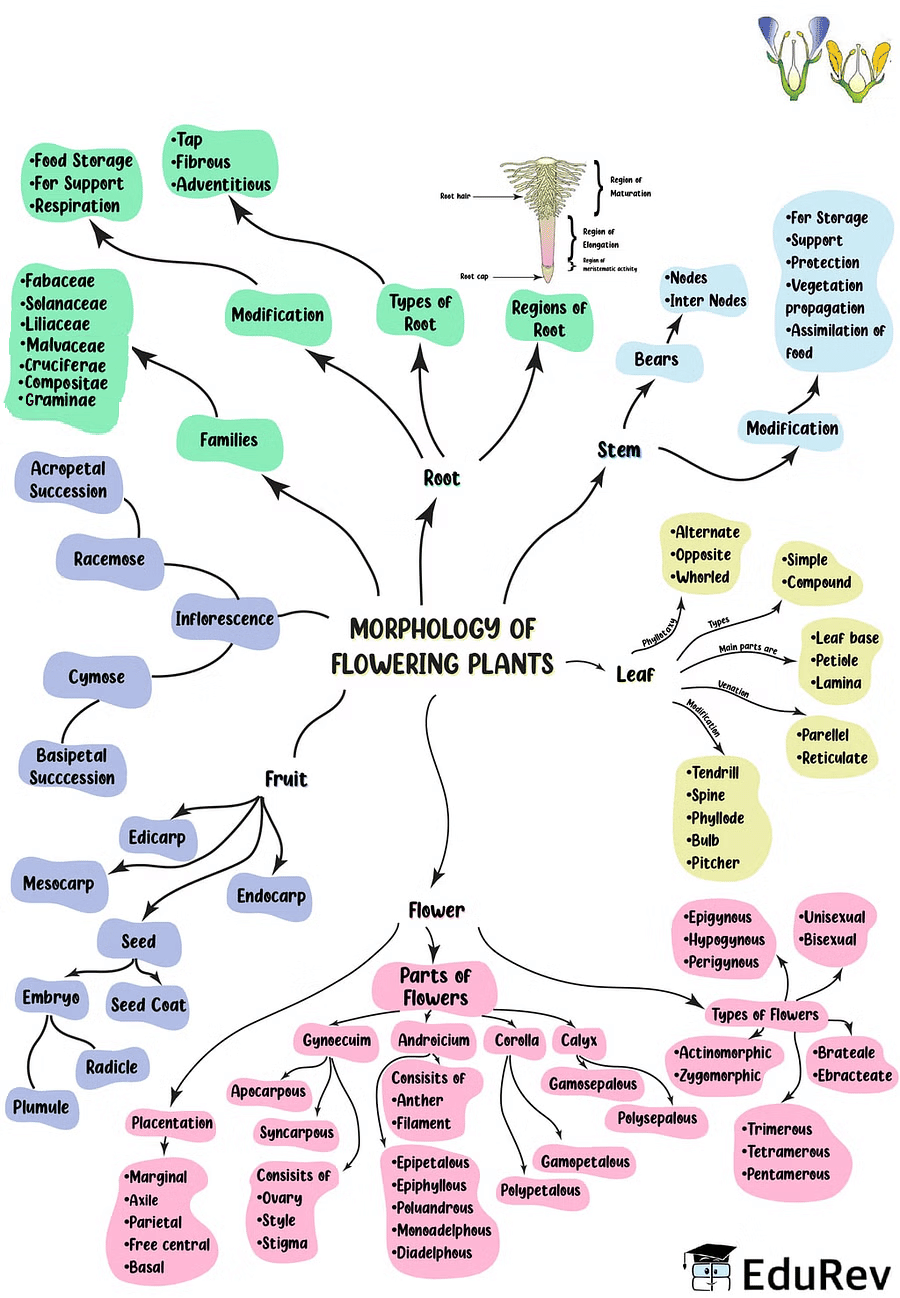 Mind Map: Morphology of Flowering Plants | Biology Class 11 - NEET