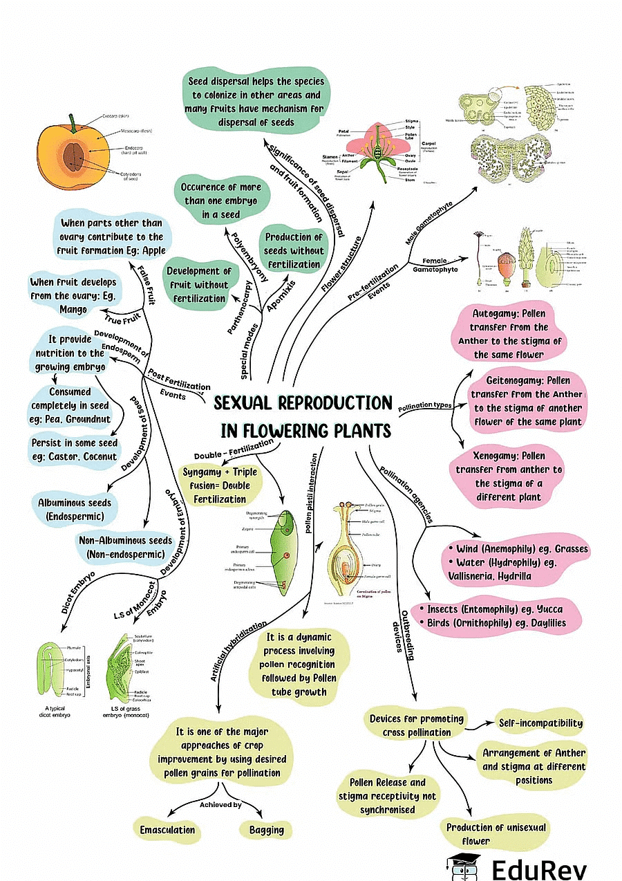 Mindmap: Sexual Reproduction in Flowering Plants | Biology Class 12 - NEET
