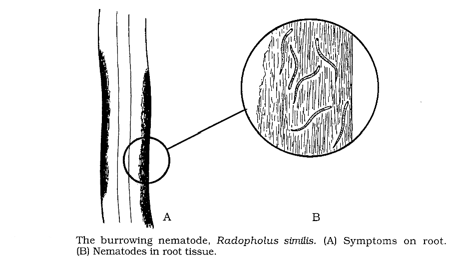 Important Crop Diseases Caused by Mycoplasma, Nematodes | Botany Optional for UPSC