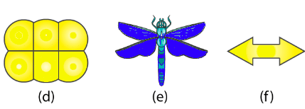 NCERT Solutions for Class 6 Maths - Symmetry