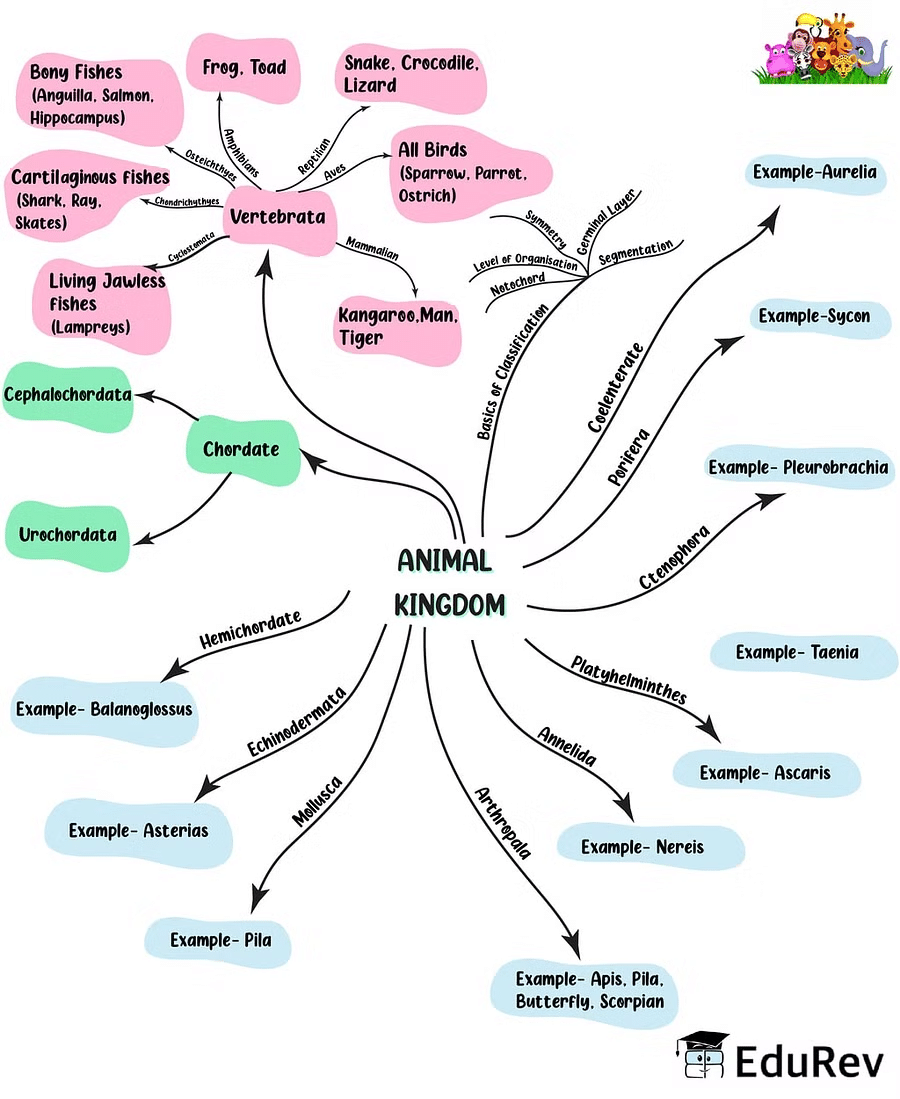 Mind Map: Animal Kingdom | Biology Class 11 - NEET