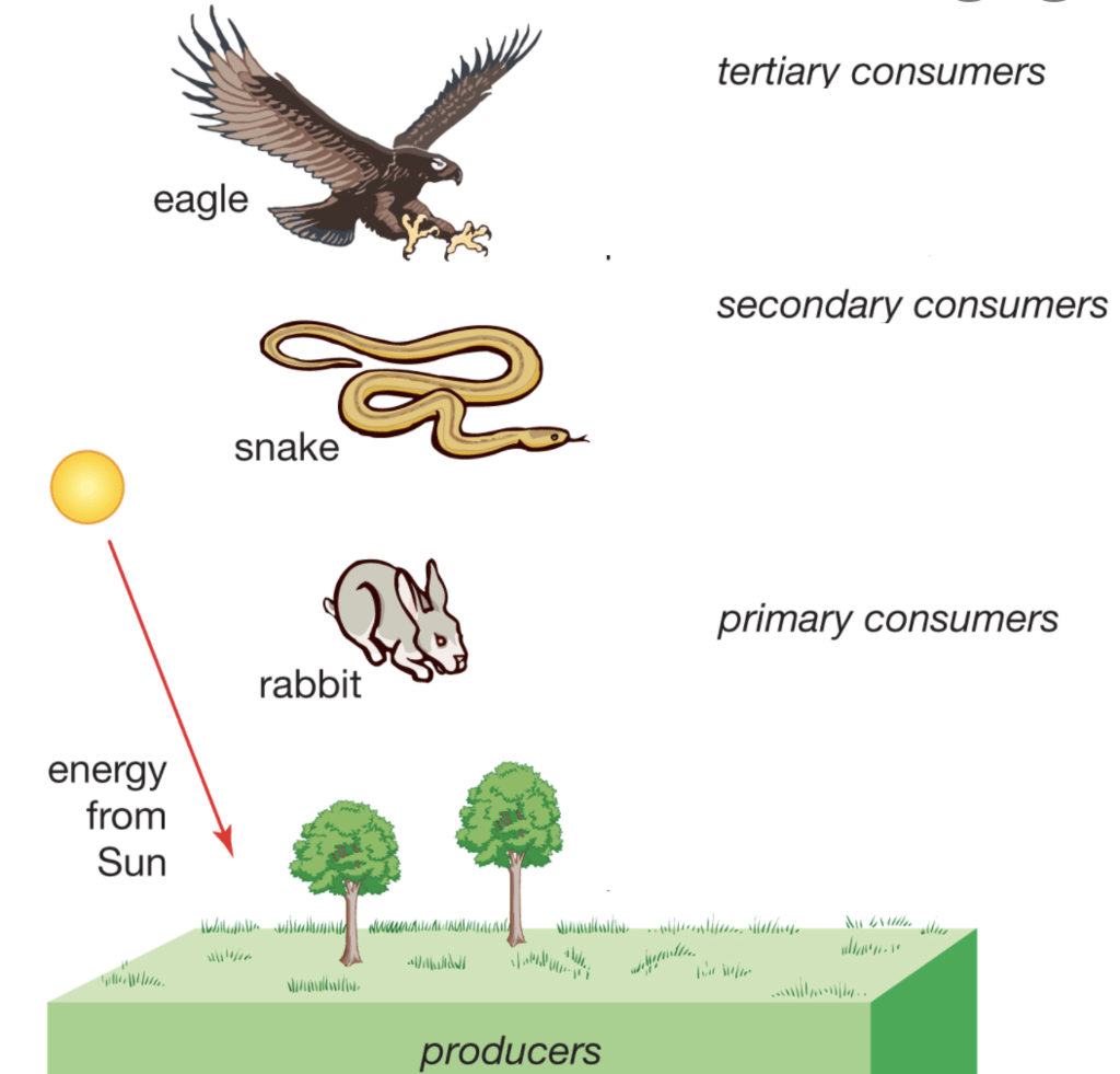 Ecosystem & Food Chain | Science Class 10