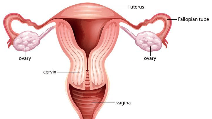 Female Reproductive System