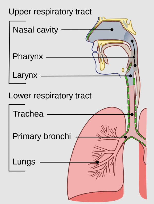 Respiration in Humans & Plants | Science Class 10