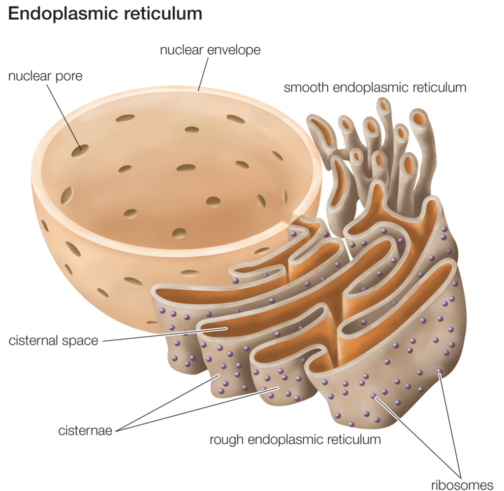 Cell: Structure and Functions Class 8 Notes Science