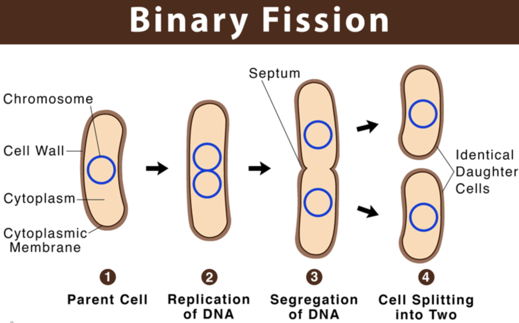 Reproduction in Human Beings | Biology for Grade 10