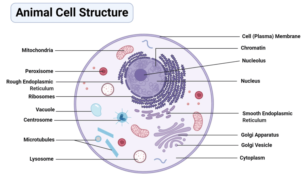 Cell: Structure and Functions Class 8 Notes Science