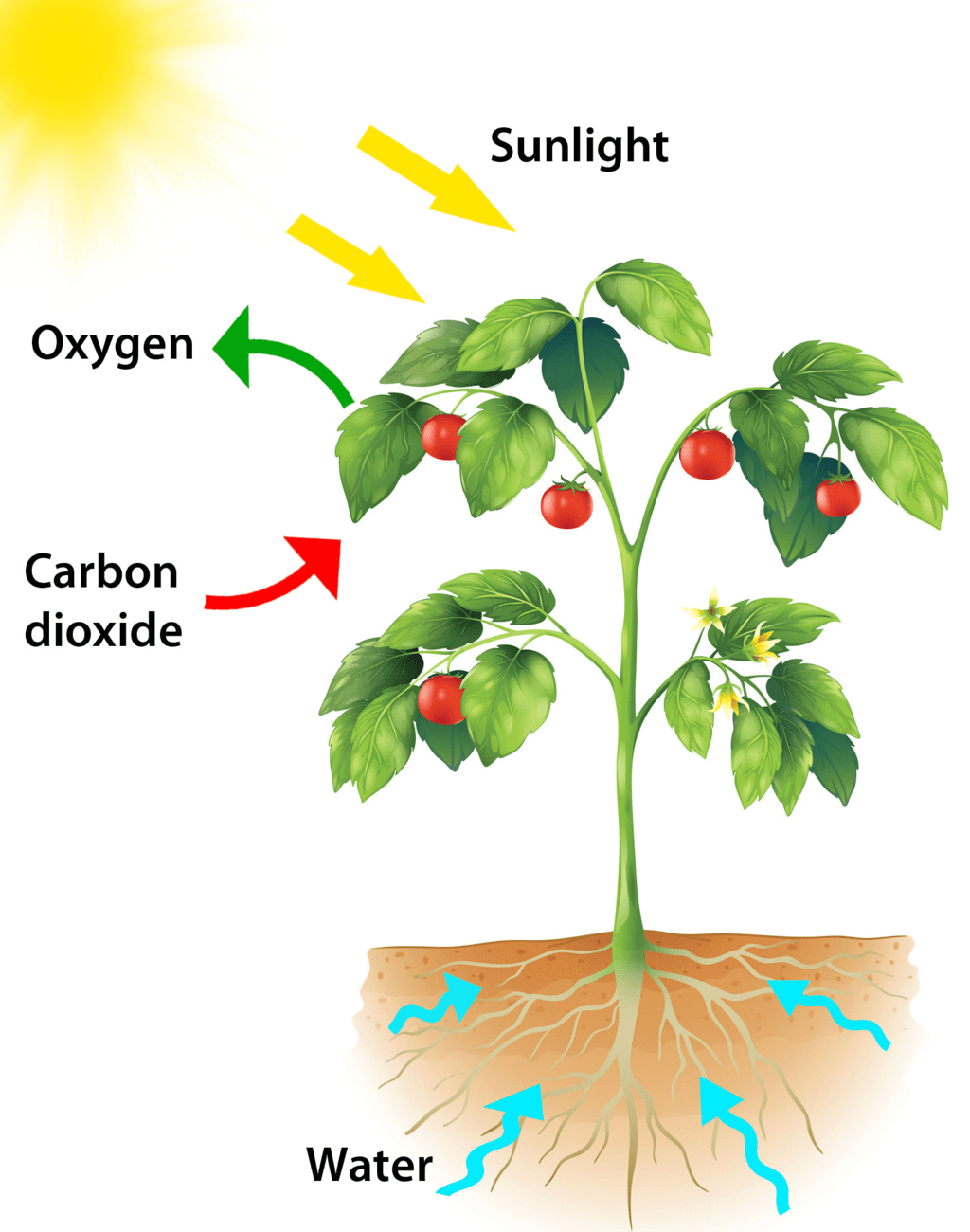 Plant absorbing sunlight