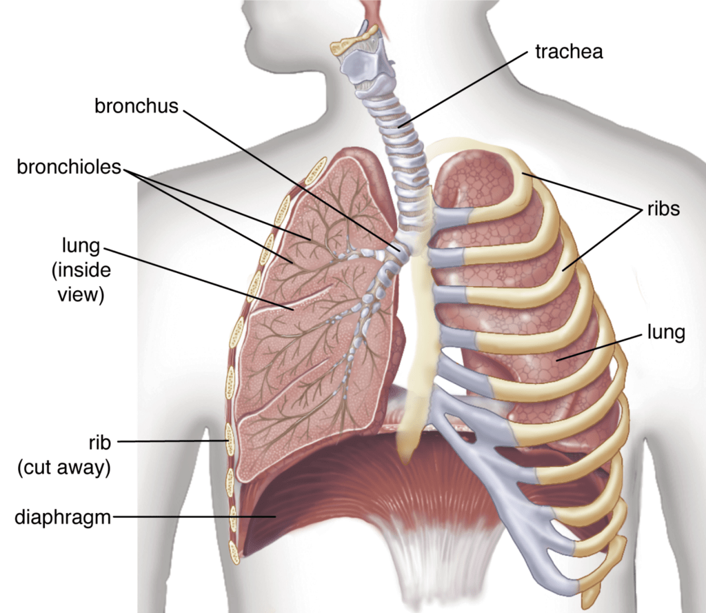 Respiration in Humans & Plants | Science Class 10