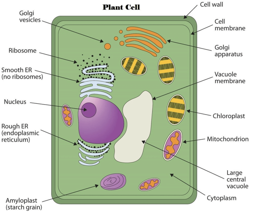 Cell: Structure and Functions Class 8 Notes Science