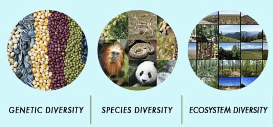 Biodiversity: Types, Importance, Biodiversity in India | Biology Class 12 - NEET