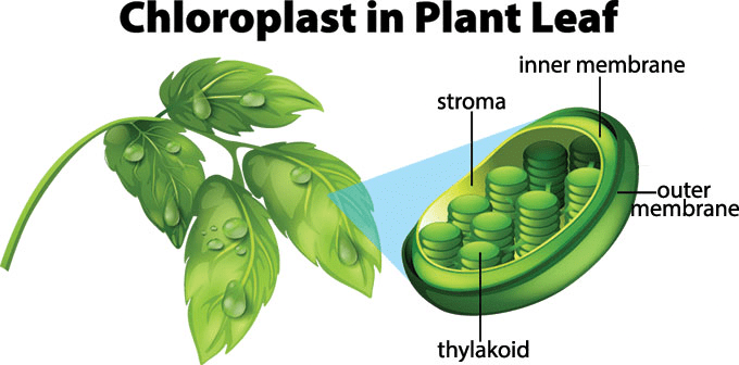 Chloroplast