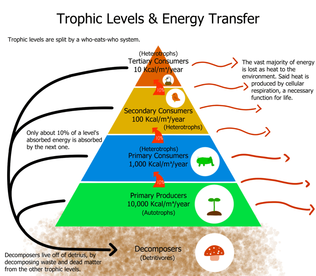Ecosystem & Food Chain | Science Class 10