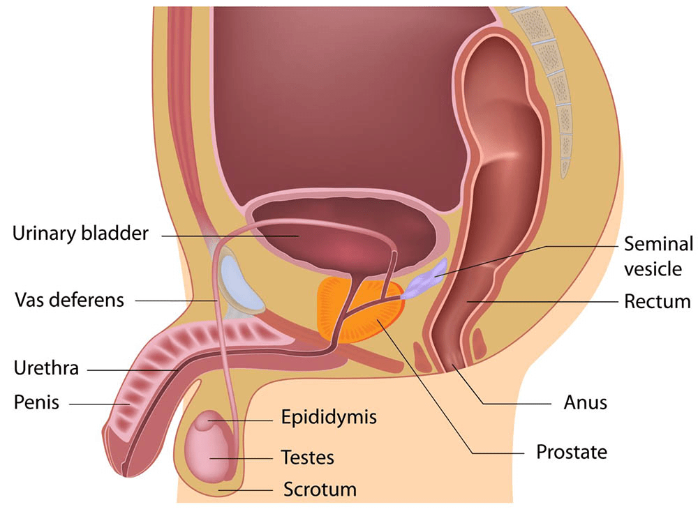 Reproduction in Human Beings | Biology for Grade 10