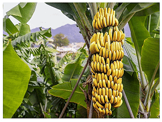 NCERT Solutions for Class 5 EVS Chapter 5 - Seeds and Seeds
