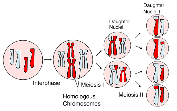 Meiosis