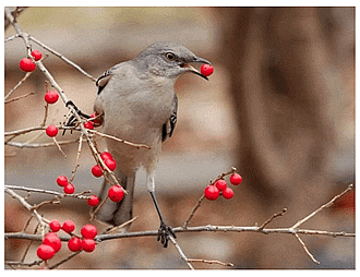 NCERT Solutions for Class 5 EVS Chapter 5 - Seeds and Seeds