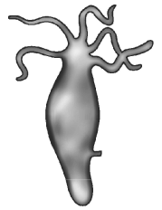 Class 10 Science Chapter 7 Previous Year Questions - How do Organisms Reproduce?