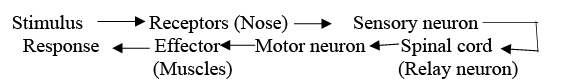 Class 10 Science Chapter 6 Previous Year Questions - Control and Coordination