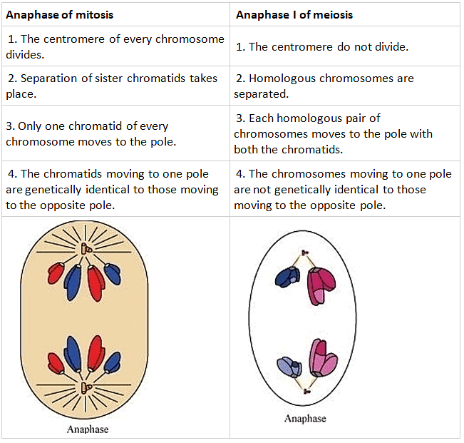 NCERT Solutions Class 11 Biology Chapter 10 - Cell Cycle and Cell Division