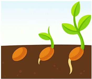 NCERT Solutions for Class 5 EVS Chapter 5 - Seeds and Seeds