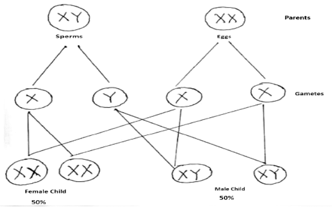 Class 10 Science Chapter 8 Previous Year Questions - Heredity and Evolution