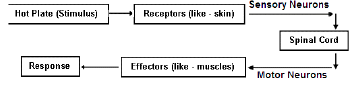 Class 10 Science Chapter 6 Previous Year Questions - Control and Coordination