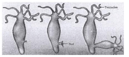 Class 10 Science Chapter 7 Previous Year Questions - How do Organisms Reproduce?
