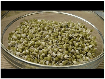NCERT Solutions for Class 5 EVS Chapter 5 - Seeds and Seeds
