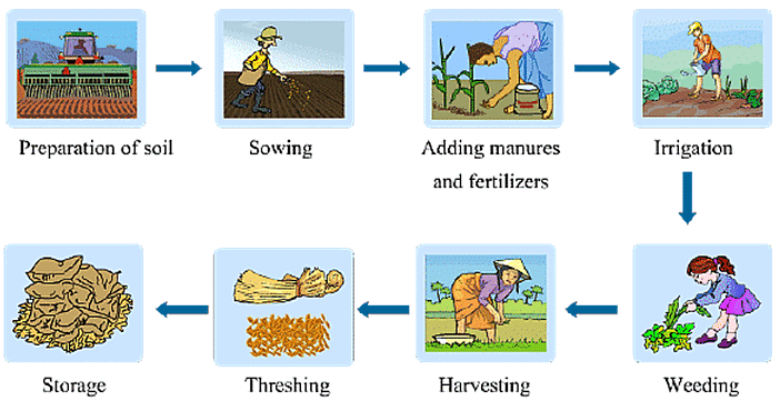 Summary of the Chapter - Crop Production & Management - Class 8