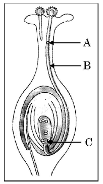 Class 10 Science Chapter 7 Previous Year Questions - How do Organisms Reproduce?