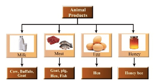 Summary of the Chapter - Crop Production & Management - Class 8
