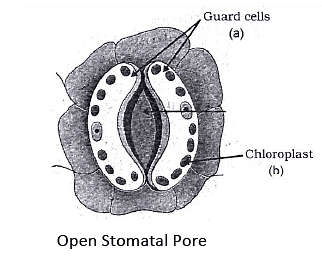 Class 10 Science Chapter 5 Previous Year Questions - Life Processes