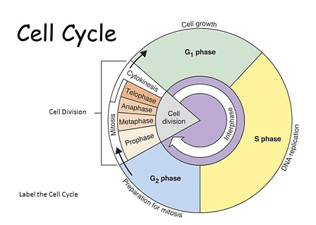 Interphase