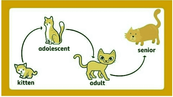 What is a lifecycle? | Year 5 Science - Class 5