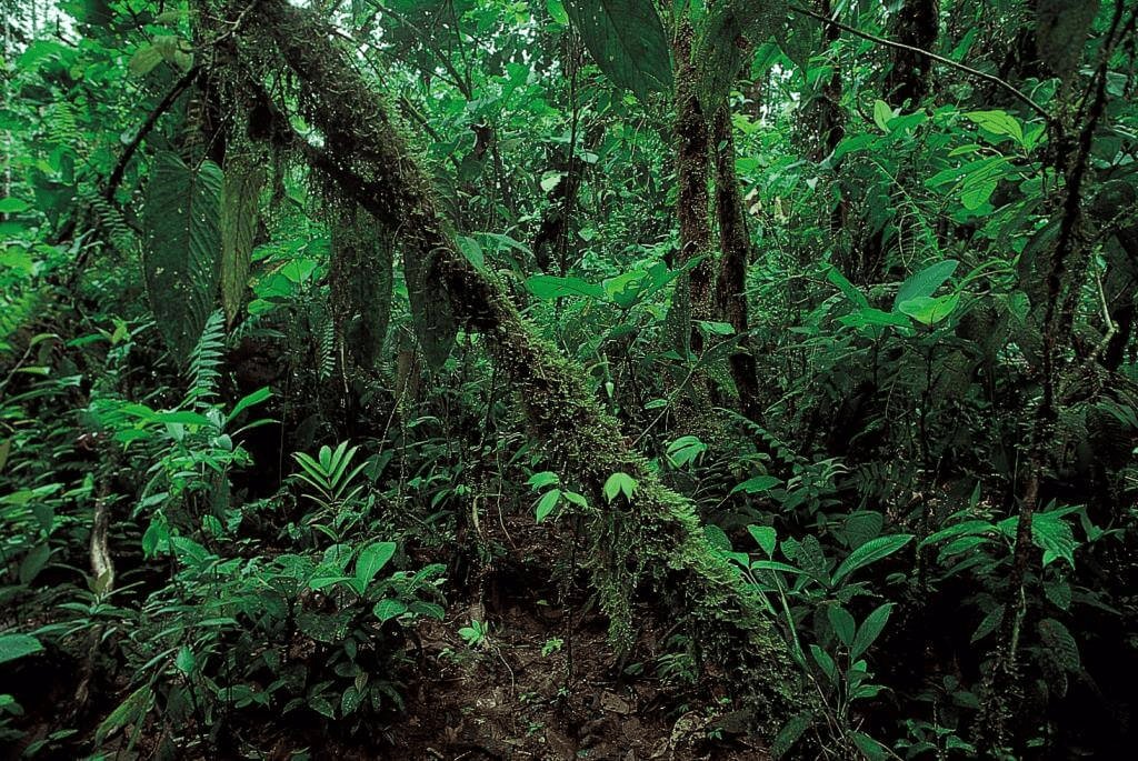 NCERT Solutions for Class 6 Geography - India Climate Vegetation and Wildlife