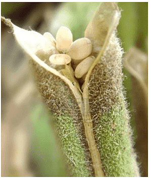 NCERT Solutions for Class 5 EVS Chapter 5 - Seeds and Seeds