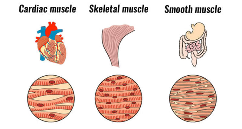Human Body - The Skeletal System Chapter Notes | Science Class 5 ICSE