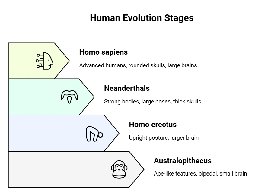 The Story of Human Evolution Chapter Notes | Social Studies Class 5 ICSE