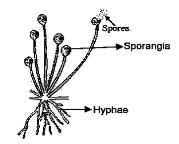 Class 10 Science Chapter 7 Previous Year Questions - How do Organisms Reproduce?