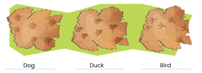 NCERT Solutions for Class 4 EVS Chapter 3 - Nature Trail