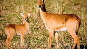 How animals reproduce | Year 5 Science - Class 5