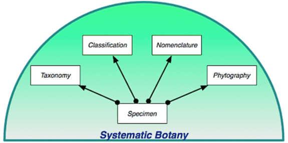 The Living World Class 11 Notes Biology Chapter 1