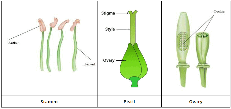 Getting to Know Plants Class 6 Notes Science Chapter 4
