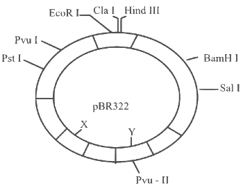 NEET Previous Year Questions (2016-2024): Biotechnology: Principles & Processes | Biology Class 12