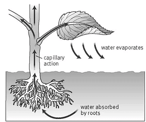 Getting to Know Plants Class 6 Notes Science Chapter 4