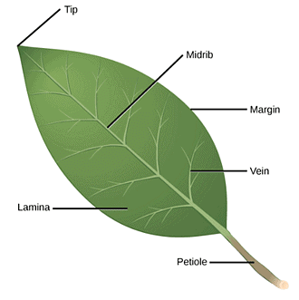 Components of a Leaf