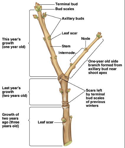 Parts of a Plant
