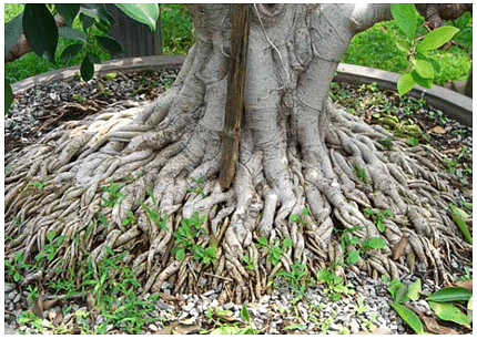 Aerial Roots