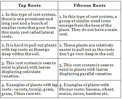 Getting to Know Plants Class 6 Notes Science Chapter 4